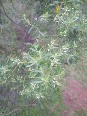 Baccharis dracunculifolia