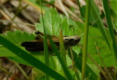 Omocestus