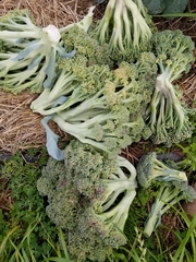 Brassica oleracea italica