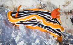 Chromodoris