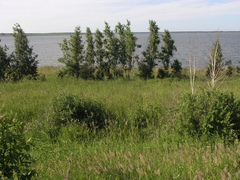 Betula pendula