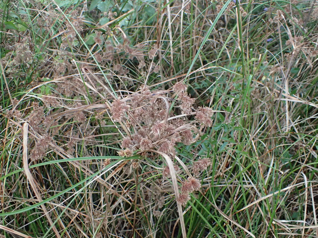 DeepRooted Sedge (Invasive Exotic Plants of North Carolina) · iNaturalist