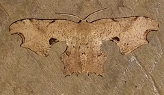 Calledapteryx dryopterata