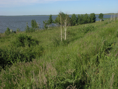 Betula pendula