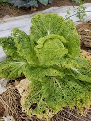 Brassica rapa amplexicaulis
