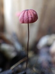 Marasmius haematocephalus