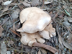 Clitocybe brunneocephala