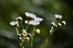 Leptostelma maximum
