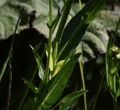 Leptostelma maximum