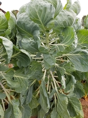 Brassica oleracea gemmifera