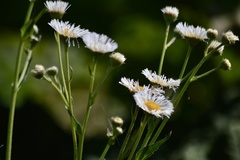 Leptostelma maximum