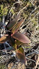 Dichanthelium commutatum