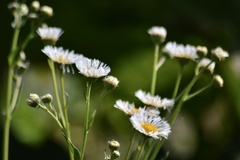 Leptostelma maximum