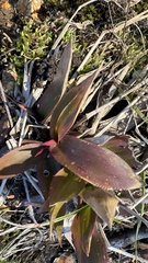 Dichanthelium commutatum