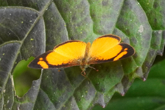 Tegosa pastazena