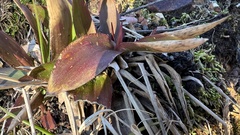 Dichanthelium commutatum