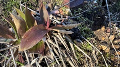 Dichanthelium commutatum