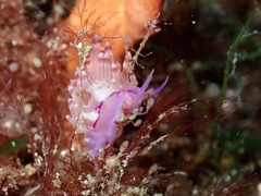 Coryphellina flamma