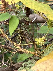 Cassytha filiformis