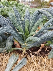 Brassica oleracea acephala