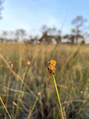 Xyris elliottii