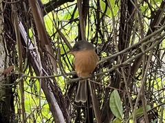 Contopus latirostris