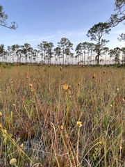 Xyris elliottii