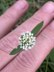 Spermacoce verticillata
