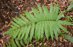 Woodwardia japonica