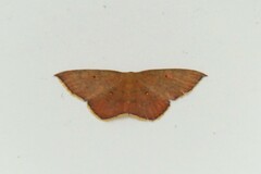 Pseudhyria rubra