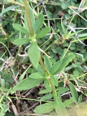 Spermacoce verticillata