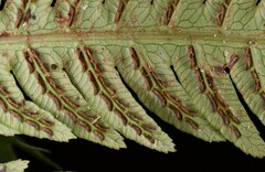 Woodwardia japonica