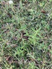 Spermacoce verticillata