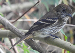 Knipolegus cyanirostris