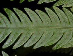 Woodwardia japonica