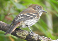 Knipolegus cyanirostris