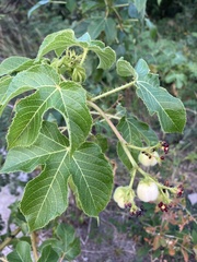 Jatropha gossypiifolia