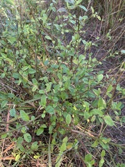 Desmodium tortuosum