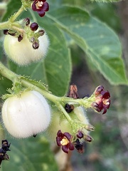 Jatropha gossypiifolia