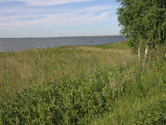 Phragmites australis