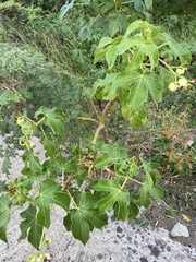 Jatropha gossypiifolia
