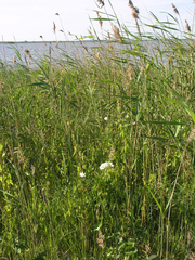Phragmites australis
