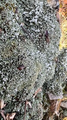 Cladonia apodocarpa