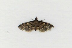 Nacoleia charesalis