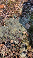 Cladonia apodocarpa