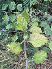 Crotalaria verrucosa