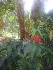 Justicia brasiliana