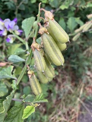 Crotalaria verrucosa