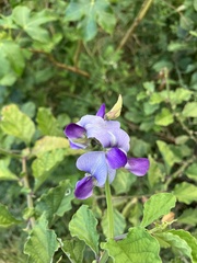 Crotalaria verrucosa
