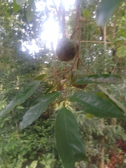 Annona rugulosa